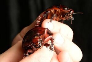 تبدیل سوسک به سایبورگ در یک دقیقه