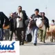 اتباع افغانی در حال بلعیدن منابع کشور هستند !