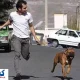 شهر برای صاحبان سگ خانگی نا امن شد