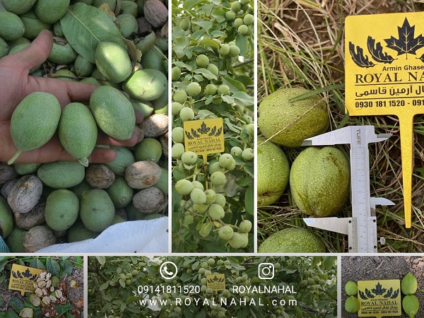 نهال گردو ژنوتیپ ۷ رویال
