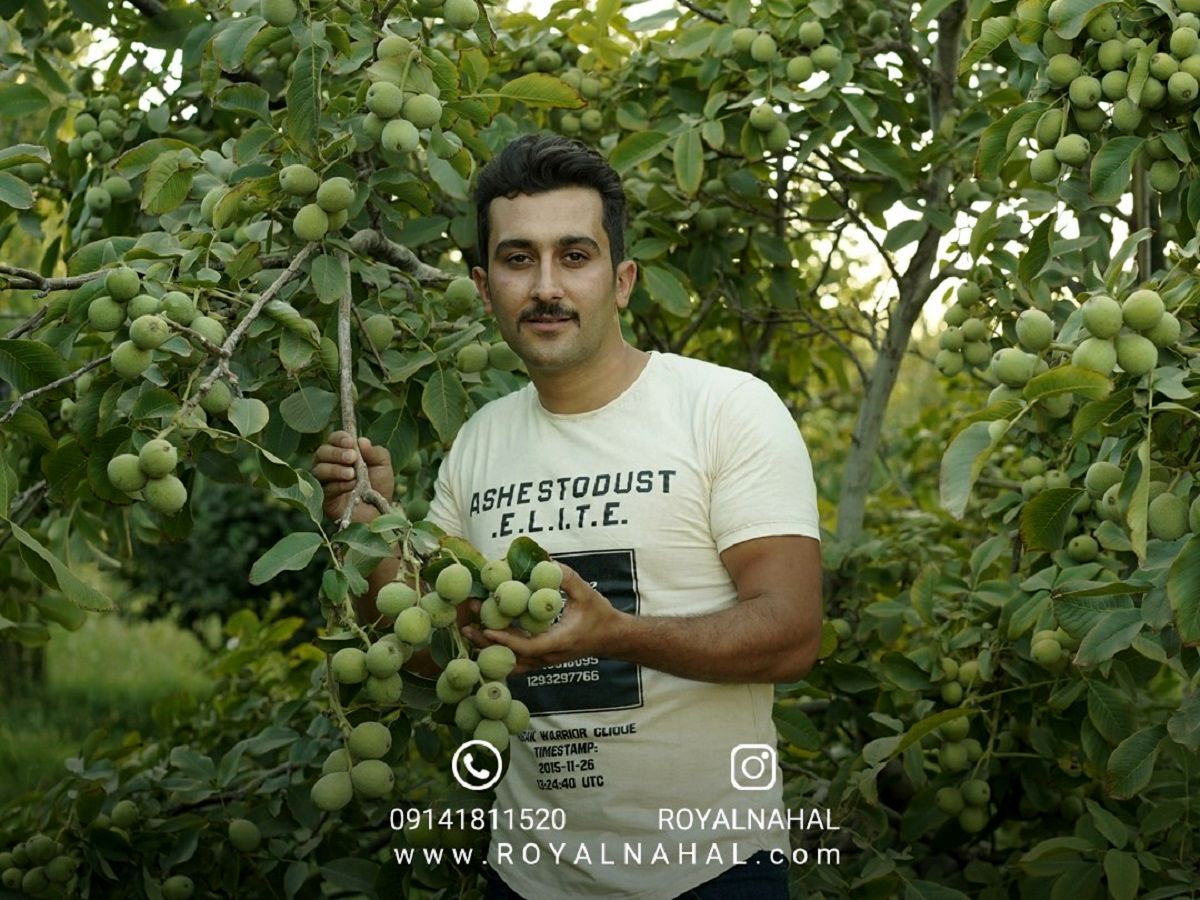 نهال گردو ژنوتیپ ۹ رویال