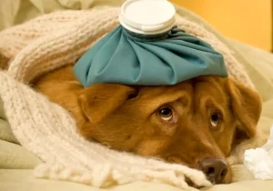 علائم بیماری در سگ‌ها: از بی‌حالی تا تب