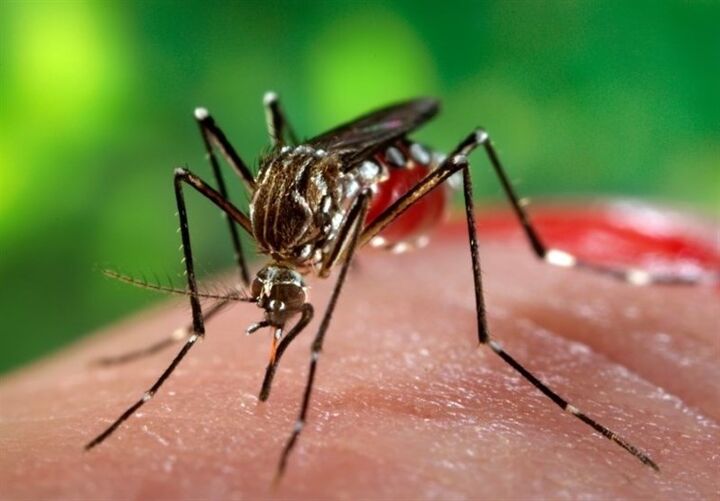 خطر ۴ بیماری مهم پس از بارندگی‌ها کیش را تهدید می کند