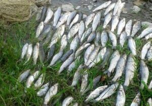 صید ماهیان استخوانی ۲۰ درصد رشد کرد