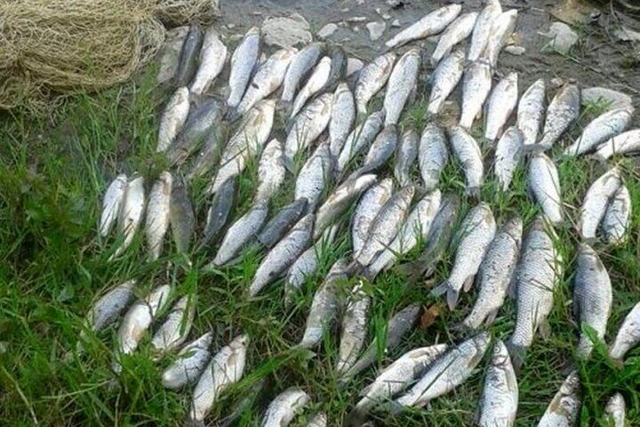 صید ماهیان استخوانی ۲۰ درصد رشد کرد