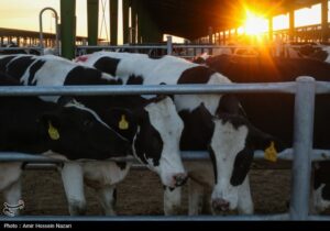 تولید دام سنگین در کشور افزایش یافت