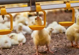 دولت به مرغداران ۷۰ همت بدهکار است؛ روایت جراحی سخت بدون بیهوشی