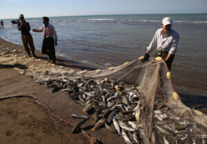 رئیس سازمان شیلات: تولید آبزیان کشور به ۱.۵ میلیون تن در سال ۱۴۰۴ رسید