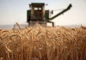 نرخ گندم باید بالای ۵۲ هزارتومان باشد؛ واردات با آزادسازی ارز دیگر جذابیت ندارد