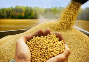 ثبت سفارش واردات پنج کنجاله از ۹ شهریورماه آغاز میشود